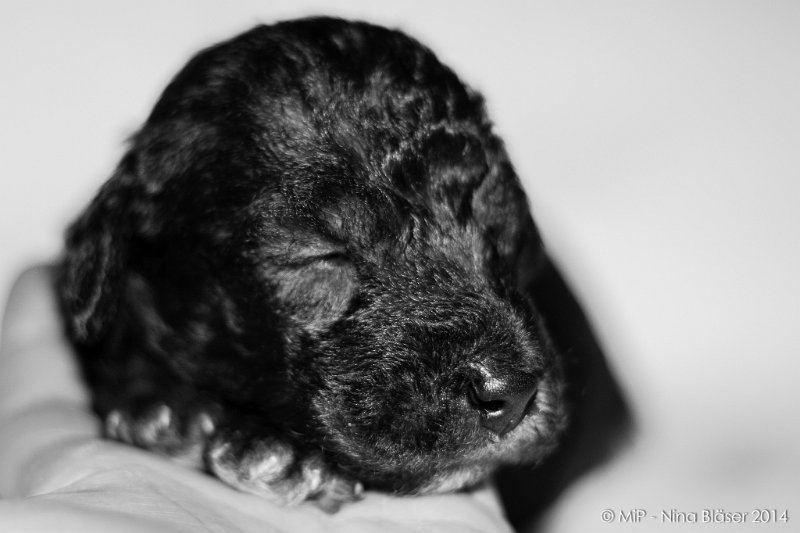 2014-02-18 Welpen Svet & Ruby-1921-2.jpg - Day 15